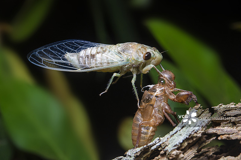 自然界中树上的蝉蜕图片素材