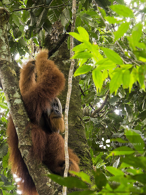 树上的猩猩图片素材