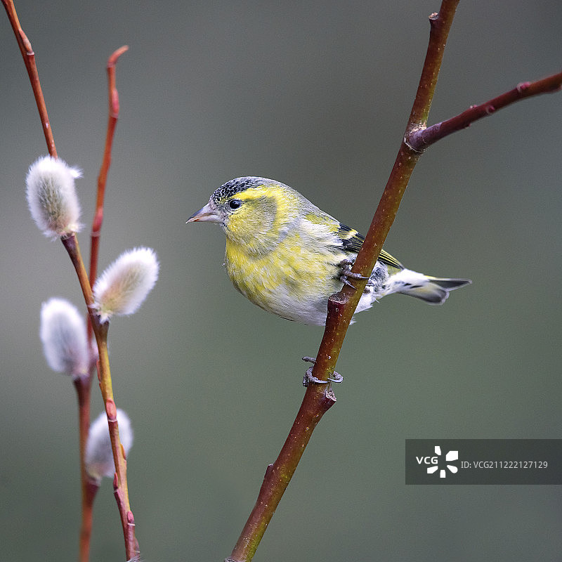 金翅雀图片素材