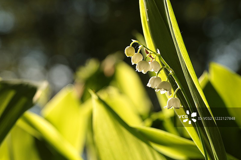 森林里的铃兰花图片素材