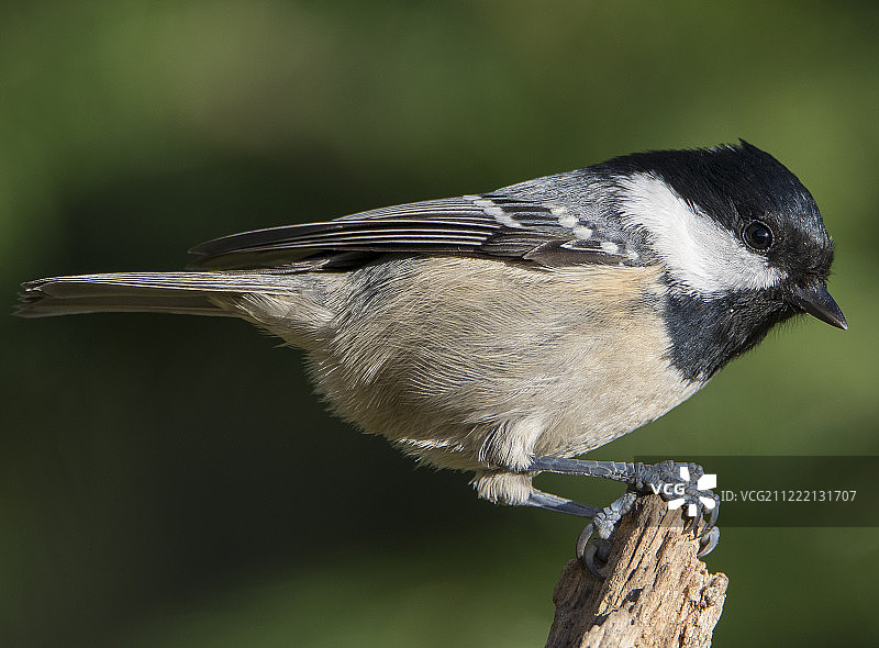 煤山雀图片素材
