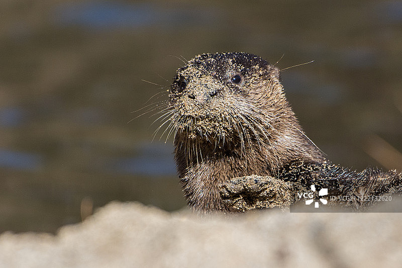 难以捉摸的桑迪河水獭图片素材