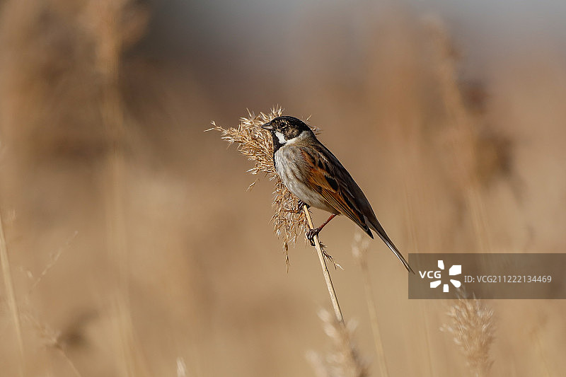 苇鹀图片素材