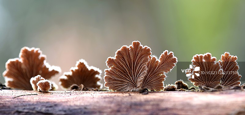 腐生真菌图片素材