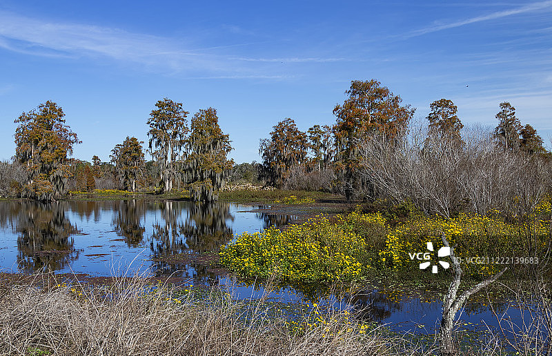 柏树倒影图片素材