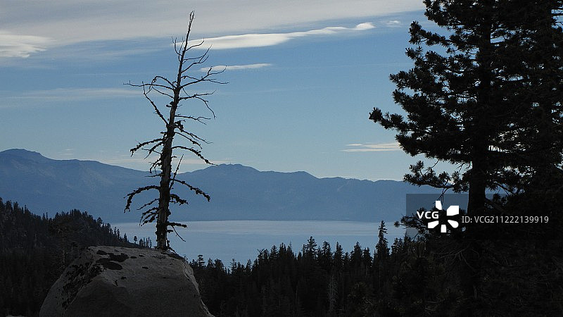 背靠天空的树影风景图片素材