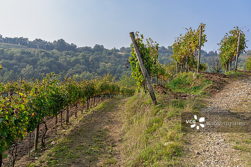 库罗内公园的秋季葡萄园图片素材