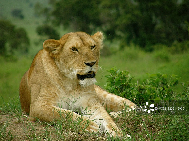 休息的狮子，肯尼亚-马赛马拉图片素材