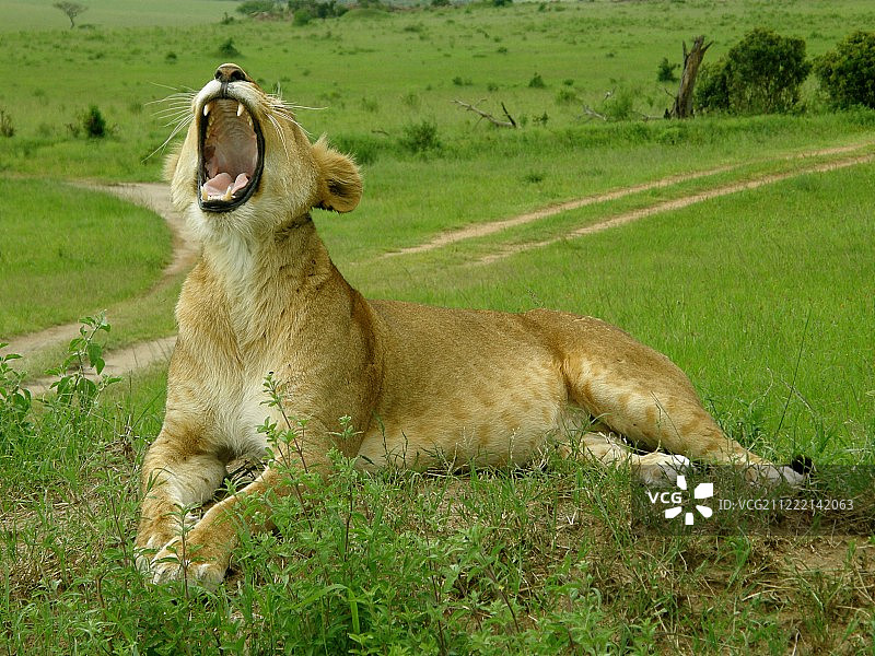 马赛马拉国家公园的狮子图片素材