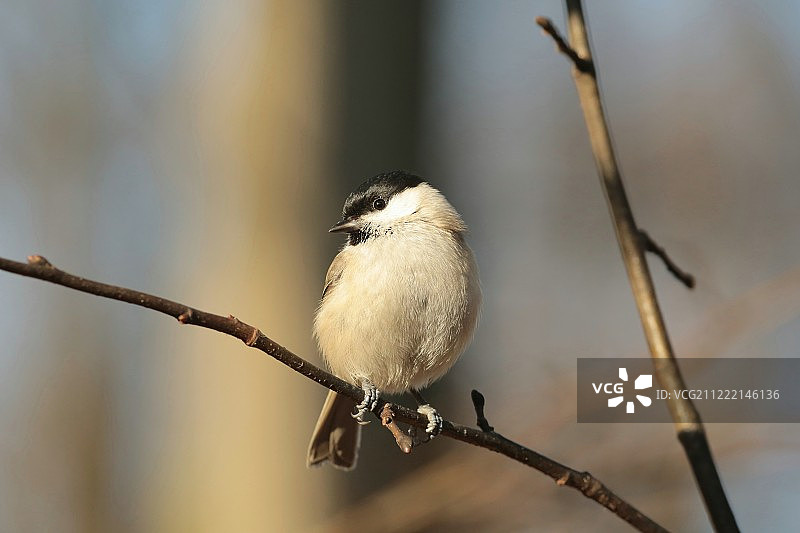 沼泽山雀图片素材