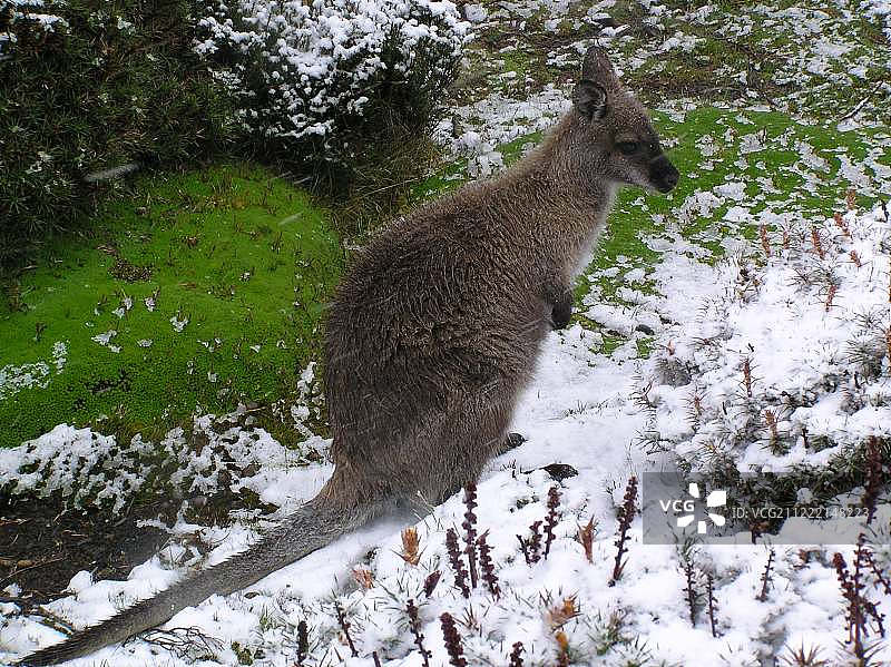 塔斯马尼亚沙袋鼠图片素材