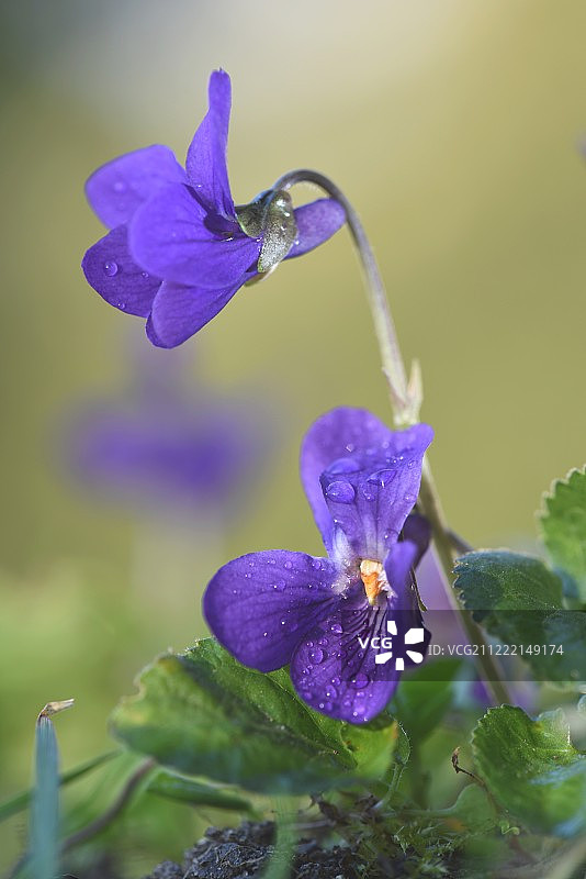野花写真图片素材