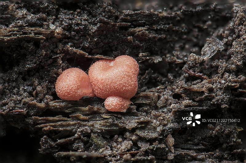 木头上的狼乳菌（不可食用），蒙赫布鲁赫自然保护区，吕塞尔斯海姆，黑森州，德国，欧洲图片素材