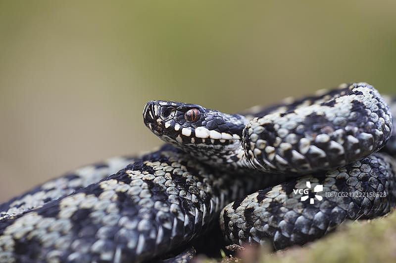 雄性普通蝰蛇在英国肯特晒太阳图片素材