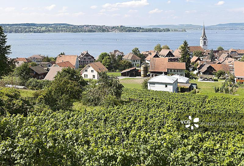 康斯坦茨湖畔埃尔马廷根村的葡萄园和酿酒厂，瑞士，欧洲图片素材