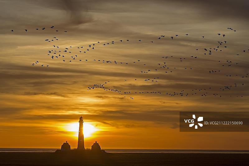 日落时飞越韦斯特海弗桑灯塔的鸟群，德国图片素材