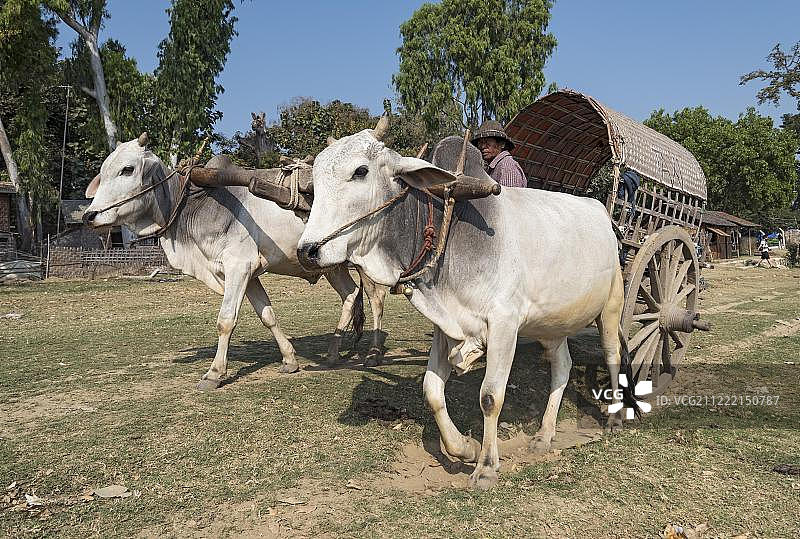 亚洲缅甸敏贡的牛车图片素材