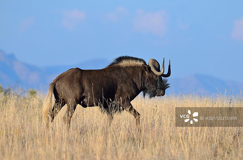 黑牛羚或白尾角马(gnu Connochaetes),成年雄性,在干燥的草地行走,山斑马国家公园,东开普,南非,非洲图片素材