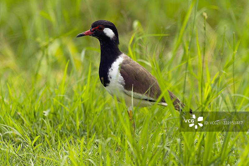 泰国叻丕府红胸田鸡图片素材