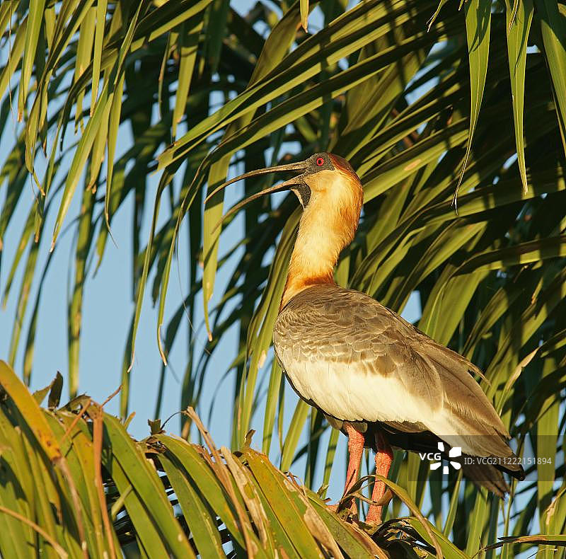 巴西马托格罗索州潘塔纳尔湿地棕颈鹭图片素材