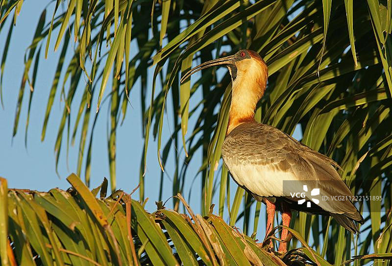 巴西马托格罗索州潘塔纳尔湿地棕颈鹭图片素材