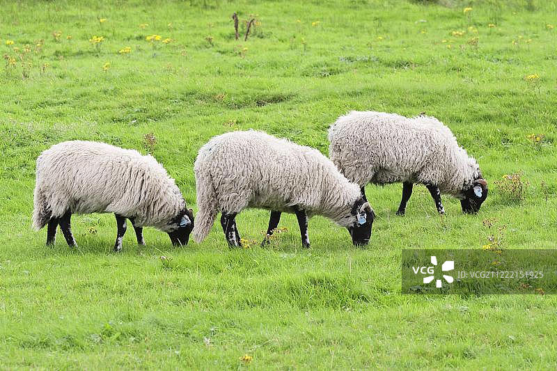三只斯瓦尔代尔绵羊在草地上吃草，位于英国达勒姆郡蒂斯代尔图片素材