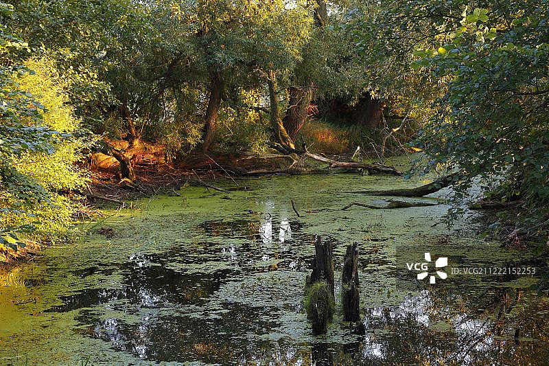 德国萨克森-安哈尔特州易北河生物圈保护区洪泛区景观中的奥克bow湖图片素材