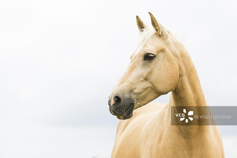 金色温血母马肖像图片素材