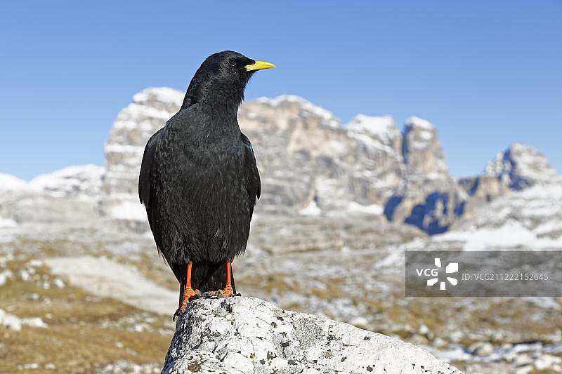 意大利南蒂罗尔多洛米蒂山脉栖息在岩石上的阿尔卑斯秃鼻乌鸦图片素材
