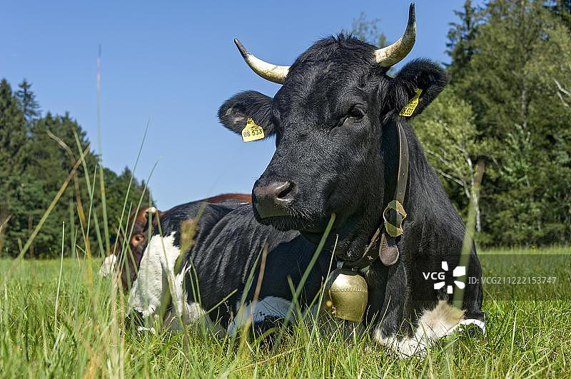 带有牛铃的黑白花纹奶牛在牧场休息（欧洲牛），德国巴伐利亚州图片素材