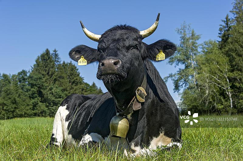 带有牛铃的黑白花纹奶牛在牧场休息（欧洲牛），德国巴伐利亚州图片素材
