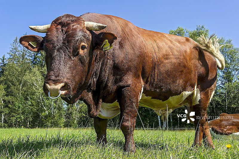 带鼻环的棕色和白色奶牛，位于德国巴伐利亚州萨克森卡姆图片素材