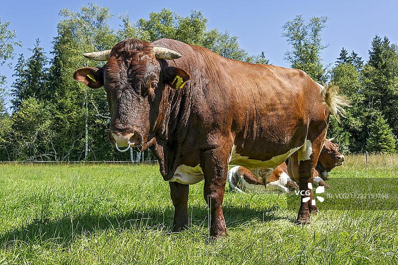 带鼻环的棕色和白色奶牛，位于德国巴伐利亚州萨克森卡姆图片素材