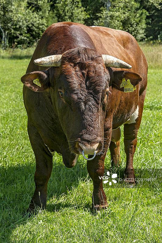 带鼻环的棕色和白色奶牛，位于德国巴伐利亚州萨克森卡姆图片素材