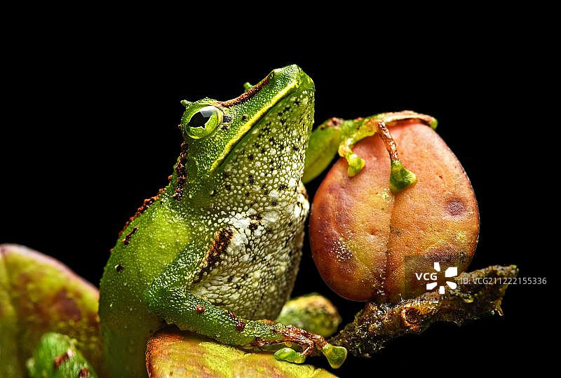 新热带蛙（加氏雨蛙），产卵蛙科，塔皮查拉卡自然保护区，安第斯云雾林，厄瓜多尔，南美洲图片素材