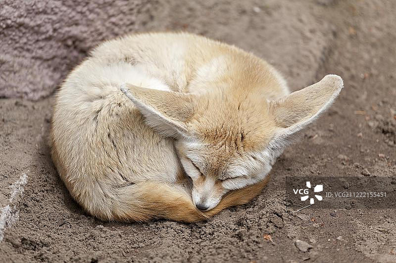 沙漠狐或耳廓狐在地面上蜷缩睡觉，动物园，德国梅克伦堡-前波美拉尼亚什切青泻湖图片素材