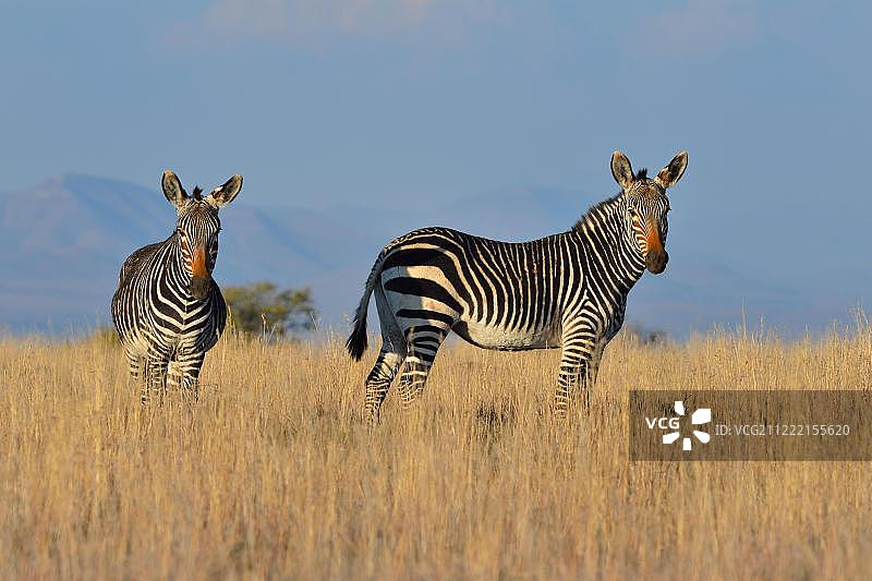 山斑马国家公园：暮光下的非洲山斑马图片素材