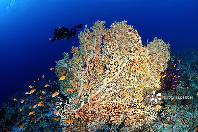 海扇（Gorgonia flabellum），软珊瑚，穆罕默德国家公园，西奈半岛，红海，埃及，非洲图片素材