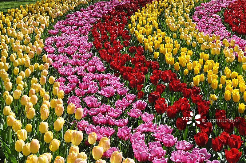 荷兰利瑟Keukenhof的黄色粉色红色郁金香图片素材