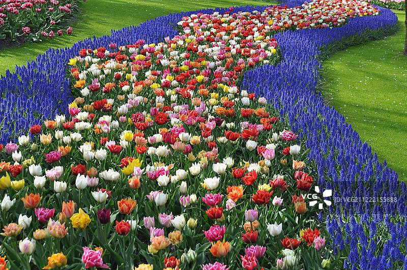 荷兰库肯霍夫公园的葡萄风信子和郁金香图片素材