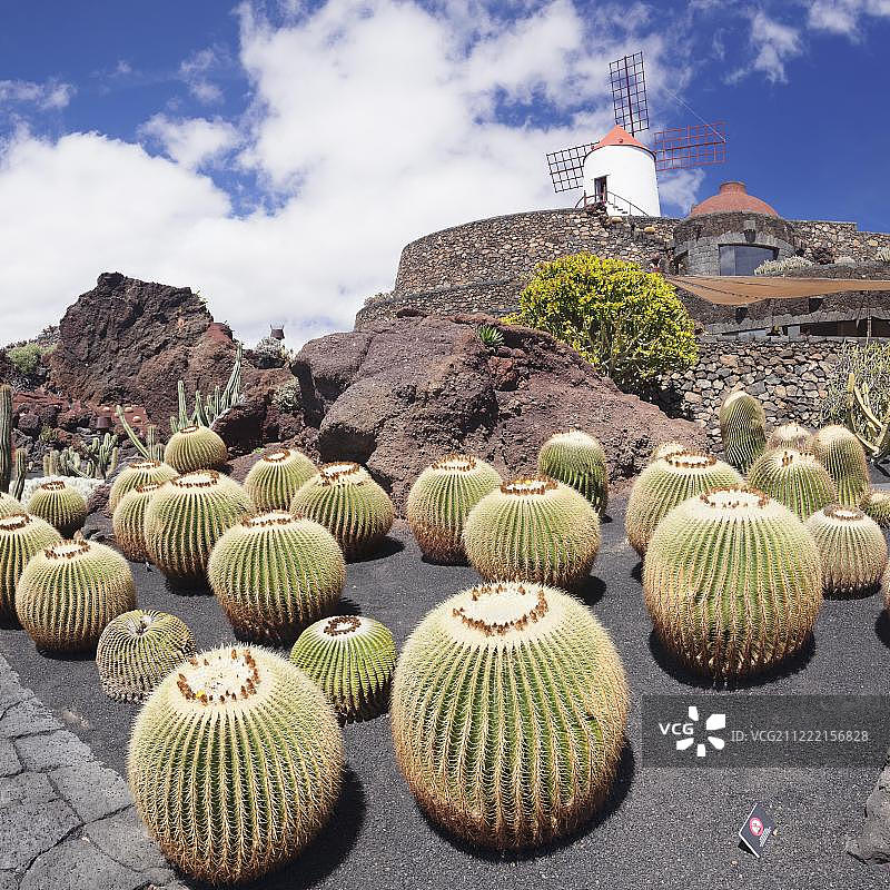 西班牙兰萨罗特岛仙人掌花园图片素材