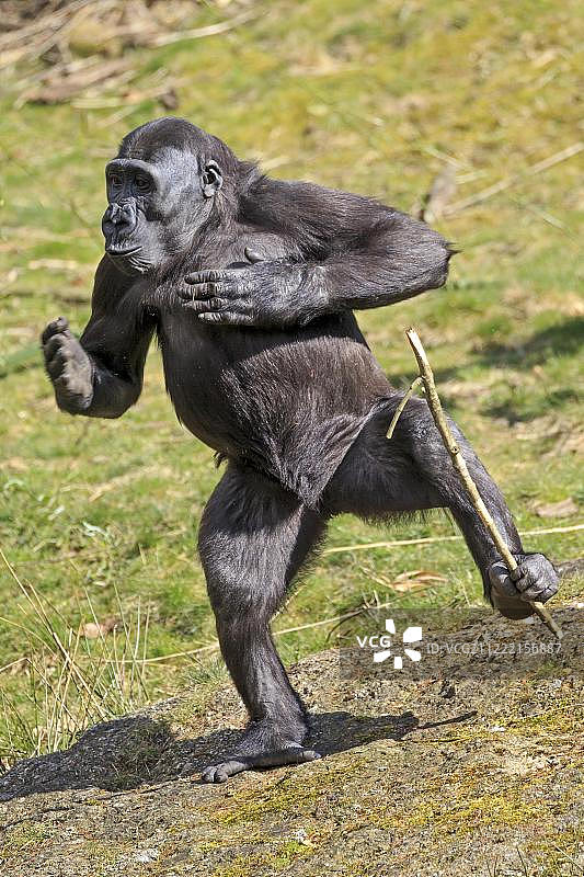 西部低地大猩猩用棍子站立，敲击胸部，圈养图片素材