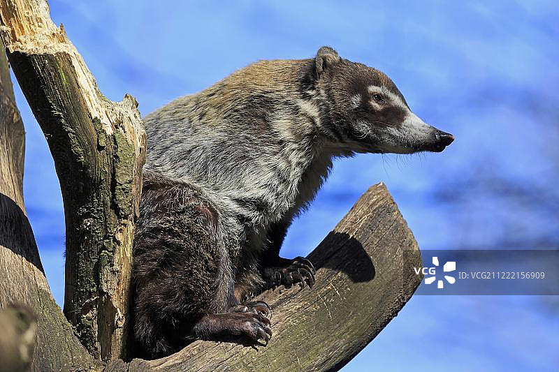 白鼻浣熊（纳苏瓦鼠）图片素材