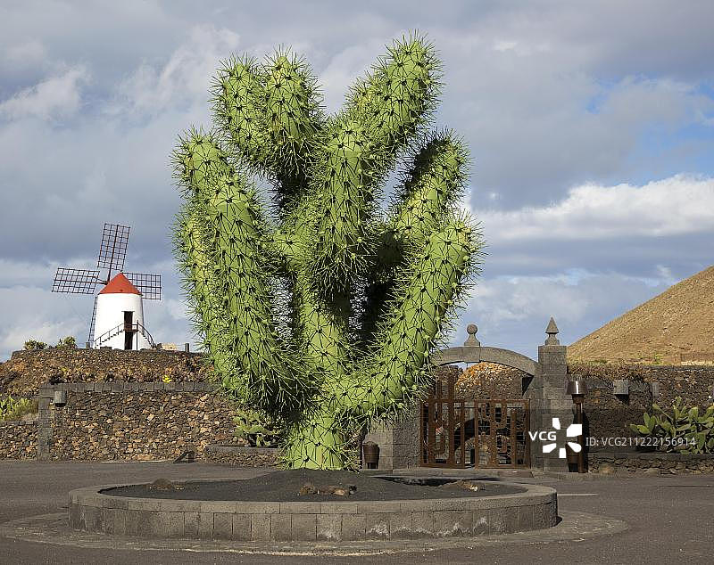 兰萨罗特岛仙人掌花园附近的巨大绿色仙人掌雕塑图片素材