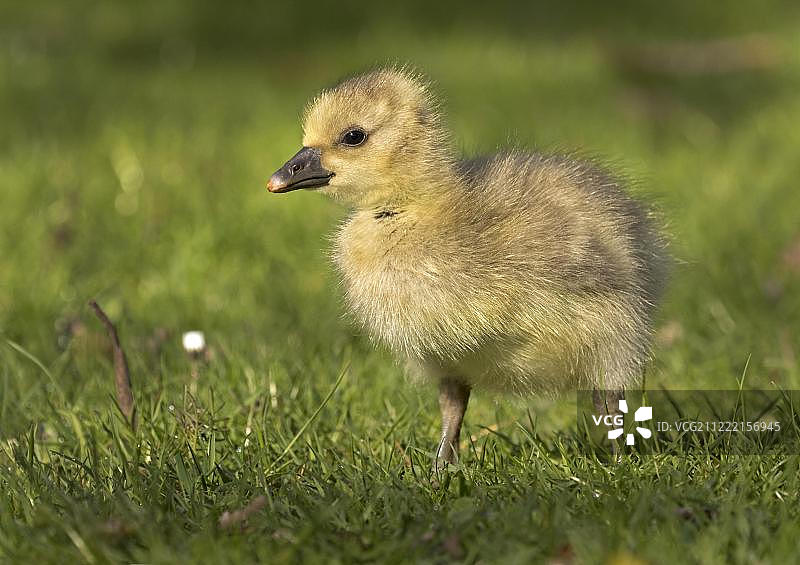 德国石勒苏益格-荷尔斯泰因草甸上的幼年灰雁图片素材