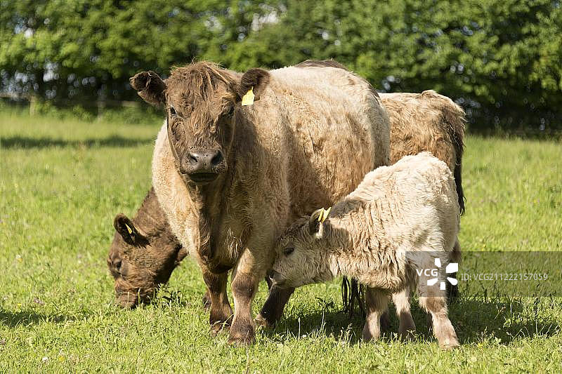 德国巴登-符腾堡州的加洛韦牛图片素材