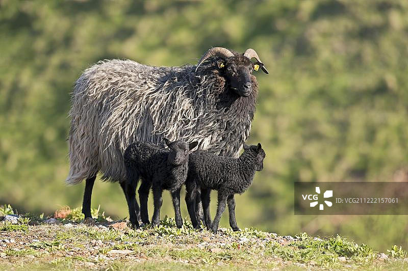 黑兹努克羊与两只羔羊，石勒苏益格-荷尔斯泰因，黑尔戈兰岛，德国，欧洲图片素材