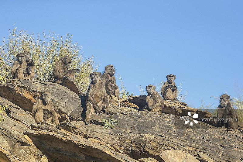 非洲纳米比亚的狒狒群图片素材