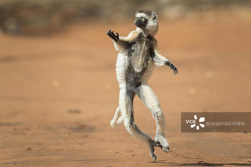 跳舞的韦氏冕狐猴，马达加斯加图片素材