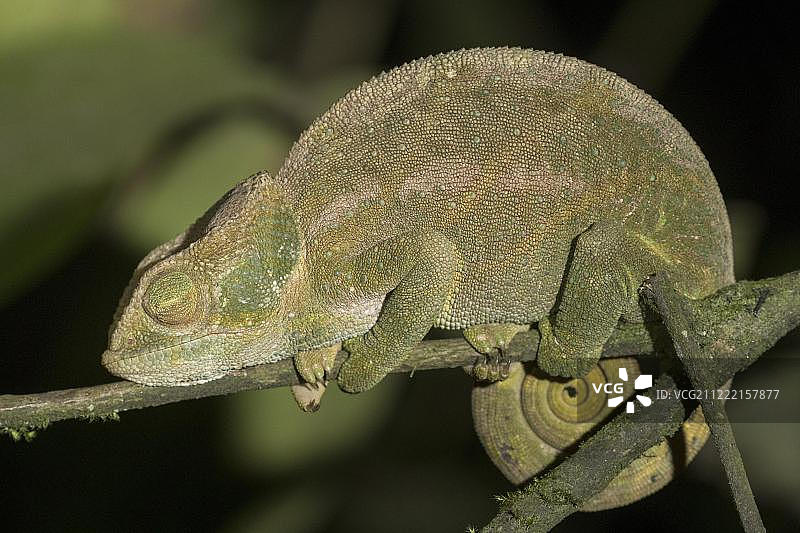 帕森变色龙，昂达西贝-曼塔迪亚国家公园，马达加斯加，非洲图片素材